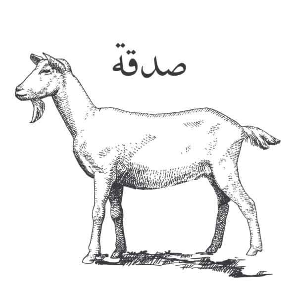 Sadaqa Goat