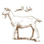 Aqa Moula (TUS) Tulul Umr Goat